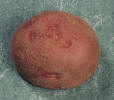 Tuber