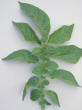 Leaf
