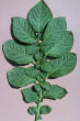 Leaf