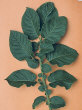 Leaf