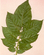 Leaf