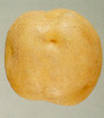 Tuber