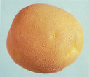 Tubers