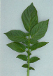 Leaf