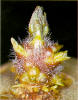 Sprout