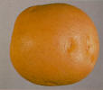 Tuber