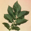 Feuille