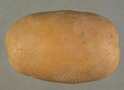 Tubercule