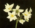 Fleurs