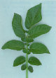 Leaf