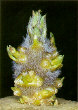Sprout