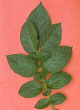 Leaf