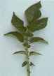 Leaf