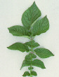Leaf