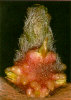 Sprout