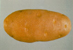 Tuber