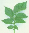 Leaf