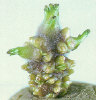Sprout