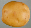 Tuber