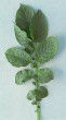 Leaf