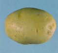 Tuber