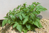 Plant