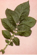 Feuille