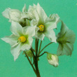 Fleurs