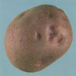 Tubercule