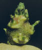 Sprout