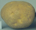 Tuber