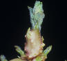 Sprout