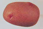 tubercule
