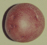 Tuber