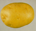 Tubercule