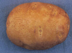 Tuber