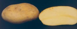 Tubers