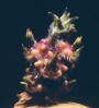 Sprout