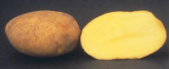 Tubers
