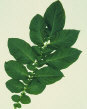 Leaf