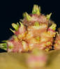 Sprout