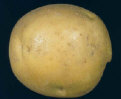 Tuber