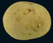 Tuber