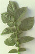 Leaf