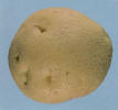 tuber