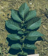 Leaf
