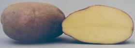 Tubers