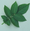 leaf