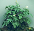 plant