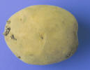 tuber
